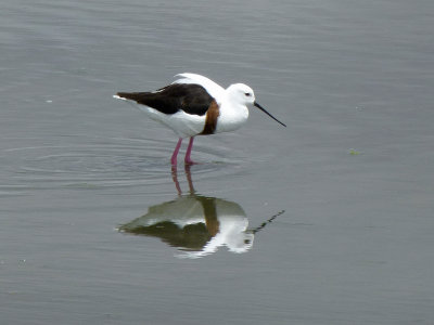 Banded Stilt