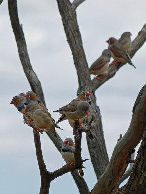 Zebra Finch