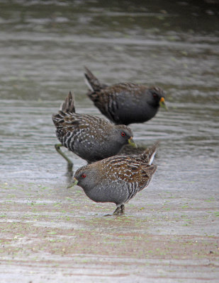 Australian Spotted Crake