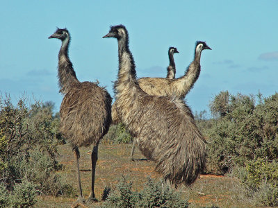 Emu 