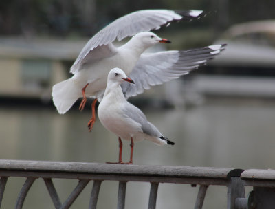 Silver Gull