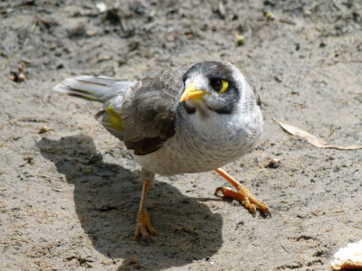 Noisy Miner