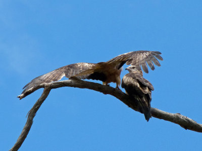 Square-tailed Kite