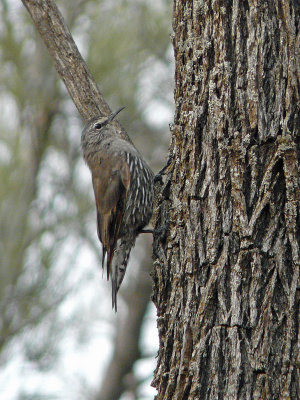 White-browed Treecreeper