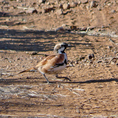 Cinnamon Quail-thrush