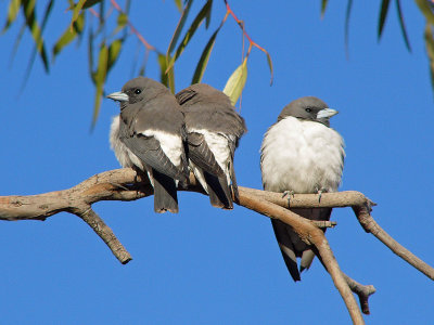 White-breasted Woodswallow