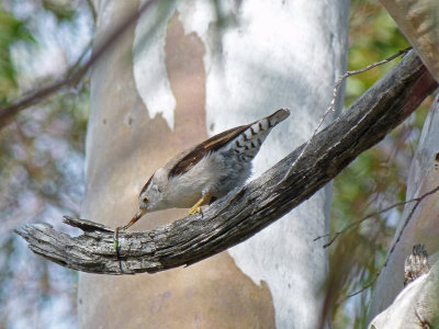 Varied Sittella