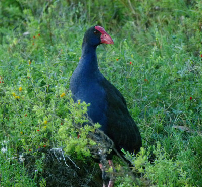 Purple Swamphen
