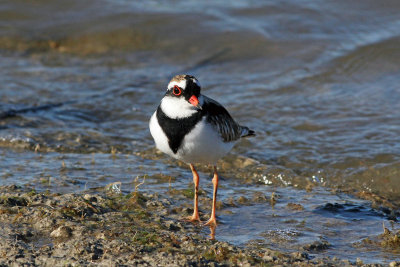 Black-fronted Dotterel