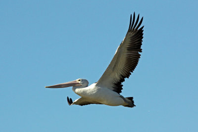 Australian Pelican