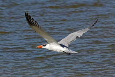Caspian Tern