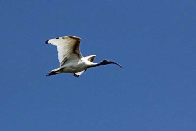 Australian White Ibis