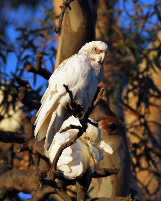 Long-billed Corella