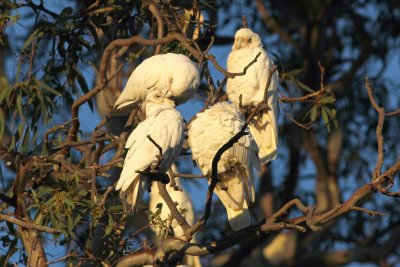 Little Corella