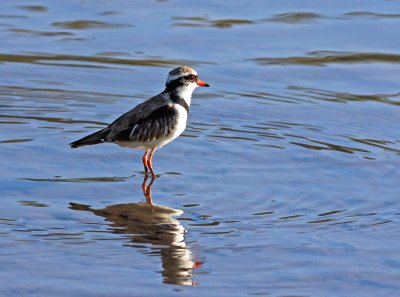 Black-fronted Dotterel