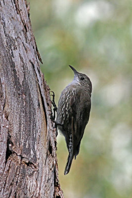 White-throated Treecreeper
