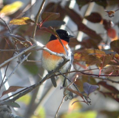 Scarlet Robin