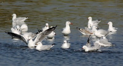 Silver Gull