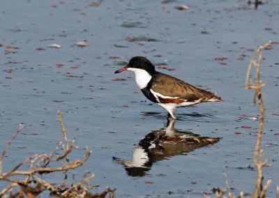 Red-kneed Dotterel