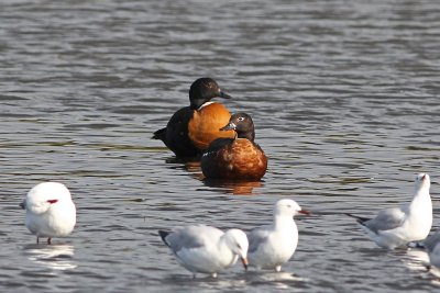 Australian Shelduck