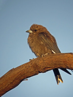 Dusky Woodswallow