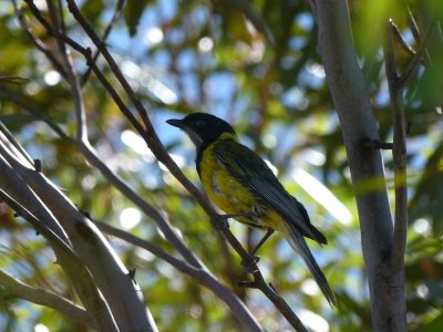 Golden Whistler