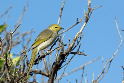 White-plumed Honeyeater