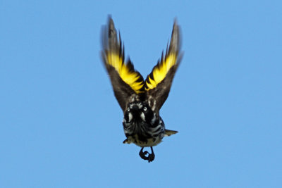 New-Holland Honeyeater