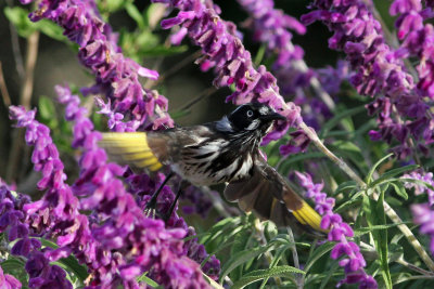 New-Holland Honeyeater