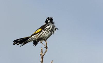 New-Holland Honeyeater