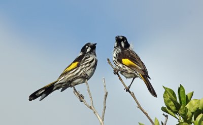 New-Holland Honeyeater