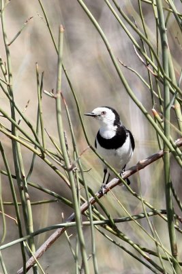 White-fronted Chat