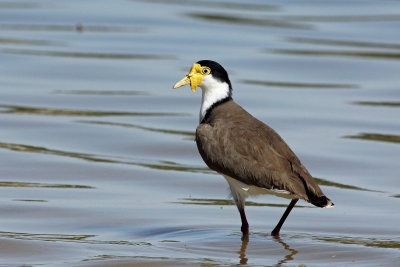 Masked Lapwing