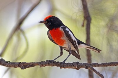 Red-capped Robin