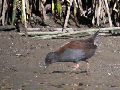 Spotless Crake