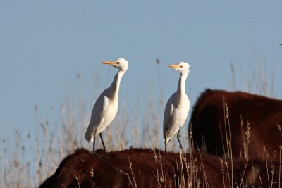 Cattle Egret