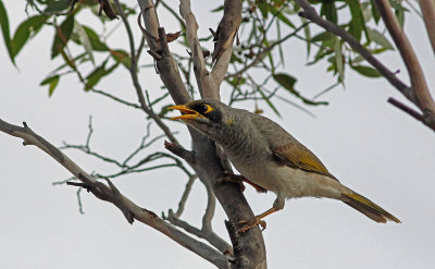 Black-eared Miner