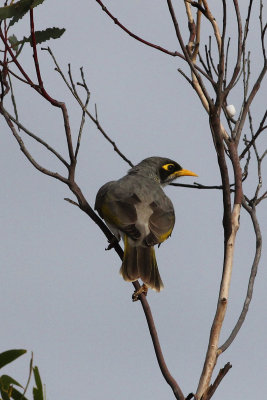 Black-eared Miner