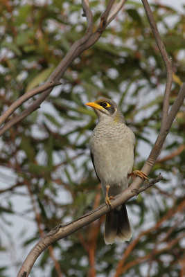 Black-eared Miner
