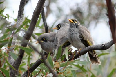 Black-eared Miner