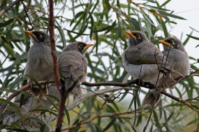 Black-eared Miner
