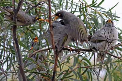 Black-eared Miner