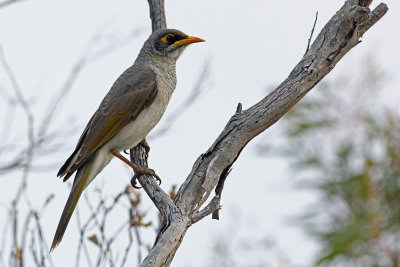 Black-eared Miner