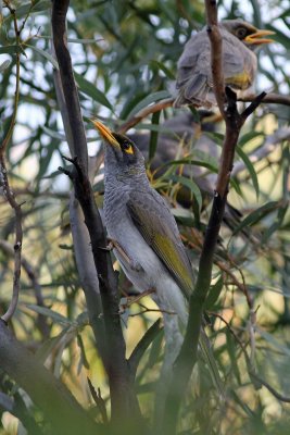 Black-eared Miner
