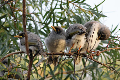 Black-eared Miner