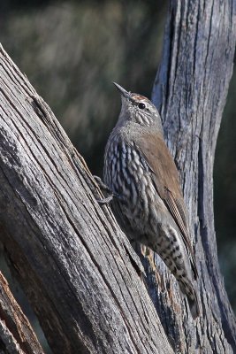 White-browed Treecreeper