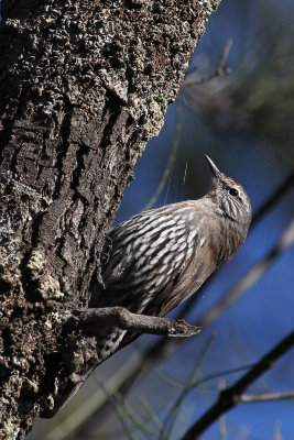 White-browed Treecreeper