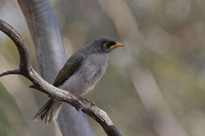 Black-eared Miner