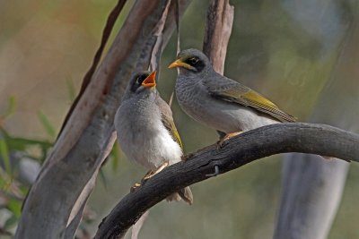 Black-eared Miner