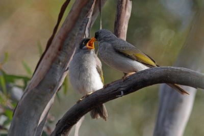 Black-eared Miner